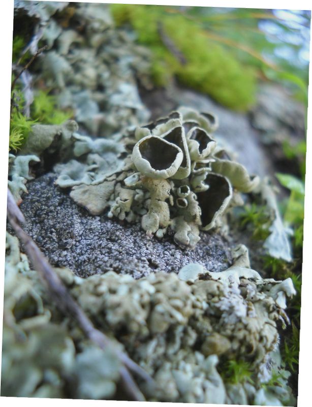 ..altro lichene sardo..